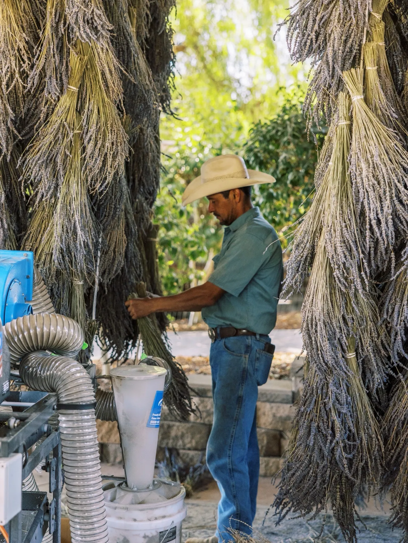 Bundles of lavender hung to dry, gathered by hand