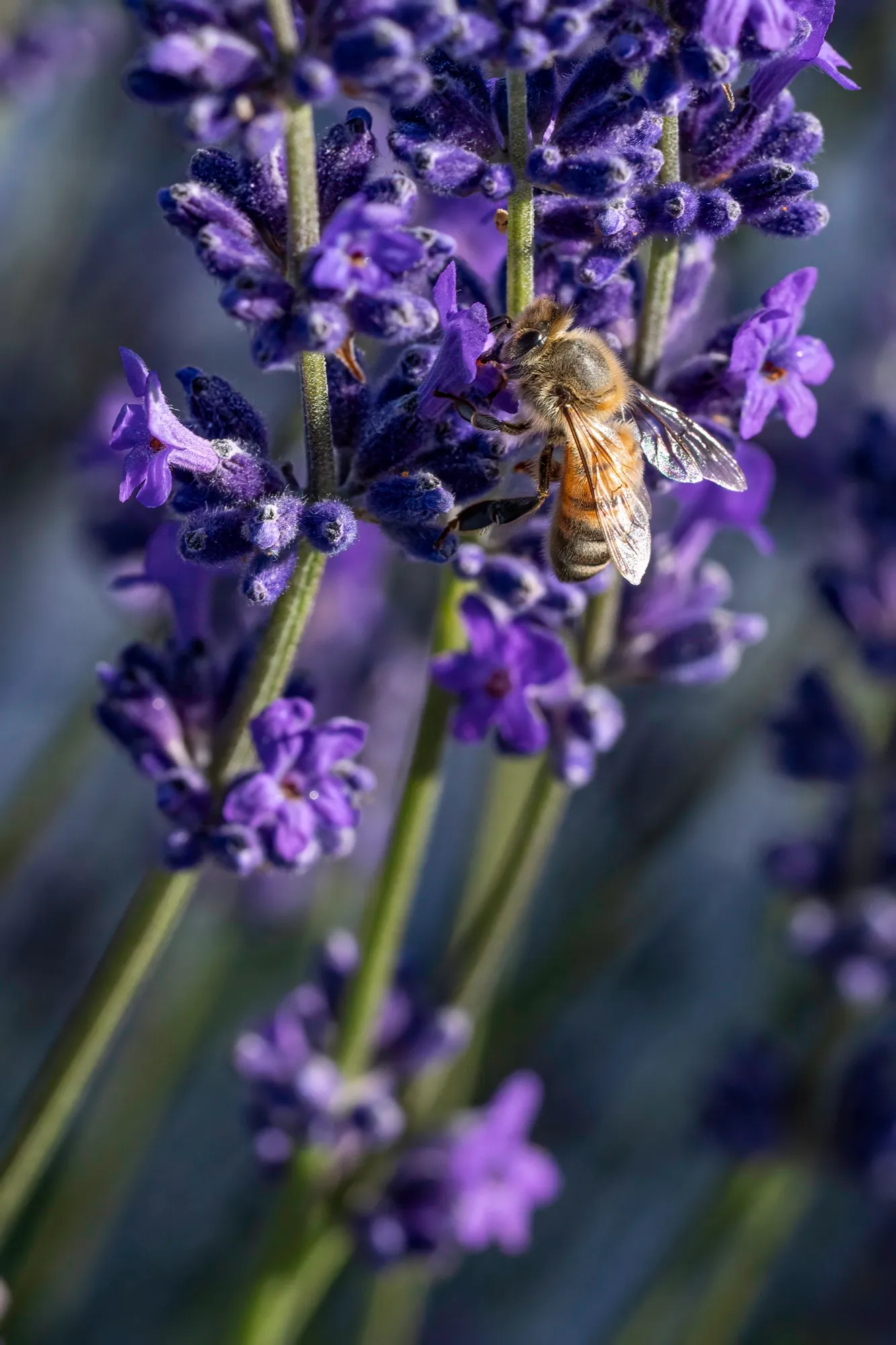A bee working a stem of lavender on the estate
